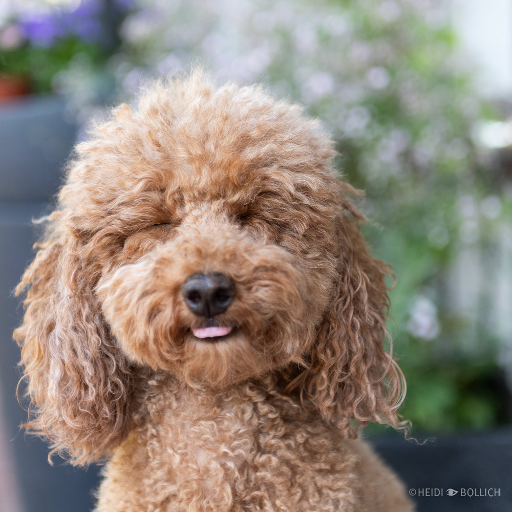 Heller Pudel Portrait