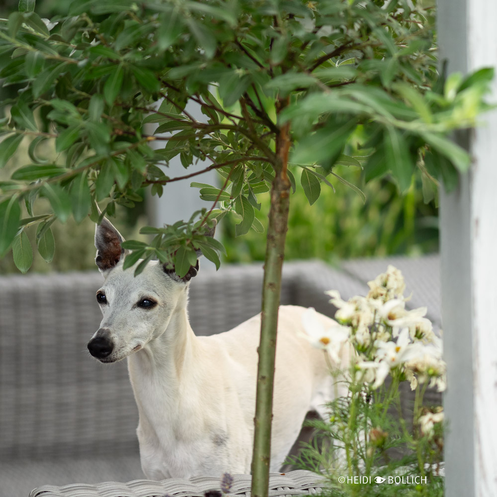 Windhund unter einem Baum