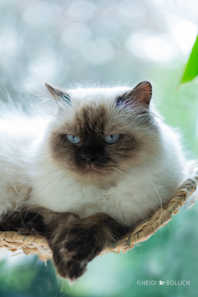 Katze in einer Hängematte